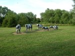 Concrete Cows